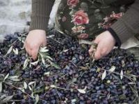 Ölmez Ağacı, Zeytin...