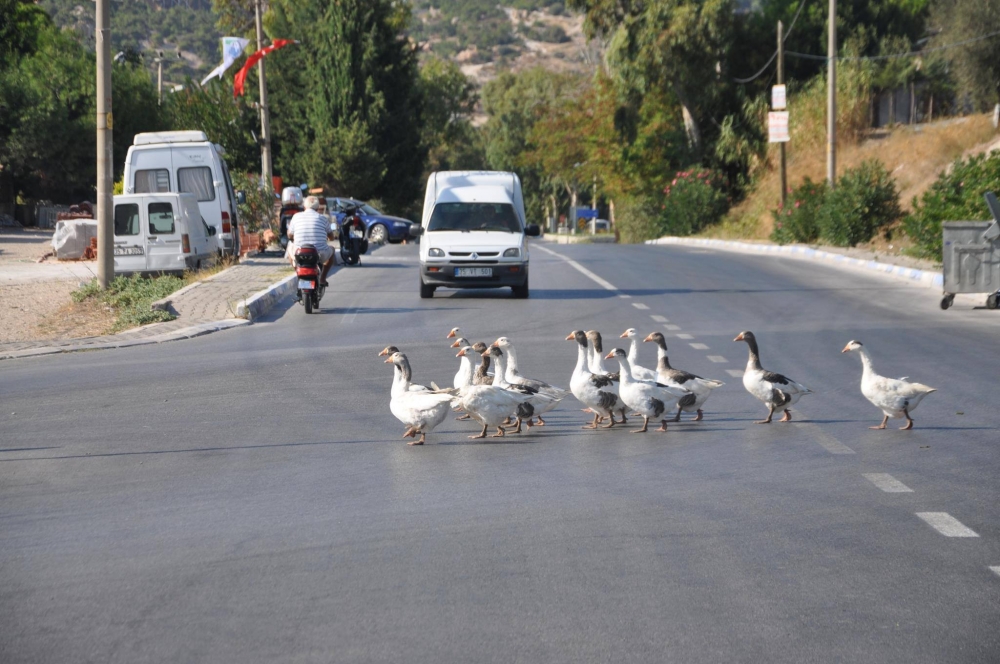 Hasan Eser'in Objektifinden galerisi resim 9