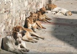 Başıboş Köpeklerden Şikayet var 