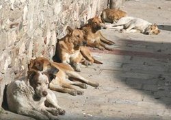 Başıboş Köpeklerden Şikayet var 