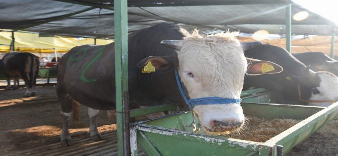 Aliağa’da Kurban Kesim Yerleri ve Fiyatları Belirlendi