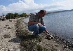 Aliağa'da Caretta Ölümleri Dikkat Çekiyor 