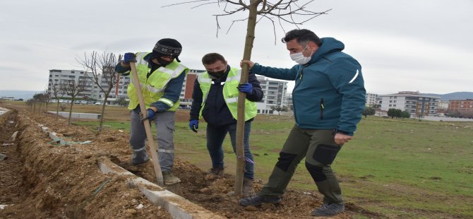 Güzelhisar Caddesi’nde 400 Ağaç Toprakla Buluştu