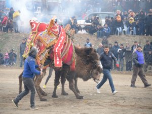 Bergama Deve Güreşi Festivali İçin Geri Sayım Başladı