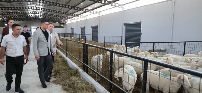 Aliağa'da ‘Damızlık Koyun Üretim Merkezi’ Faaliyete Geçti