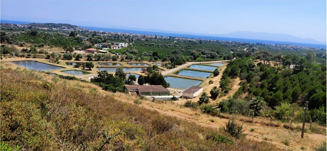 İzmir Sularına 5 Milyon Yavru Sazan