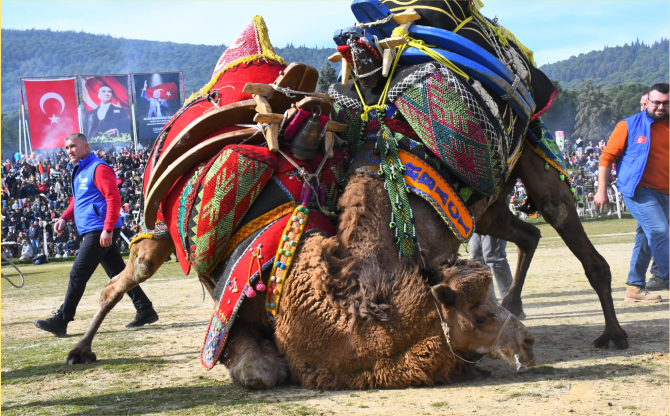 Torbalı’da Deve Güreşi Festivali gerçekleşti