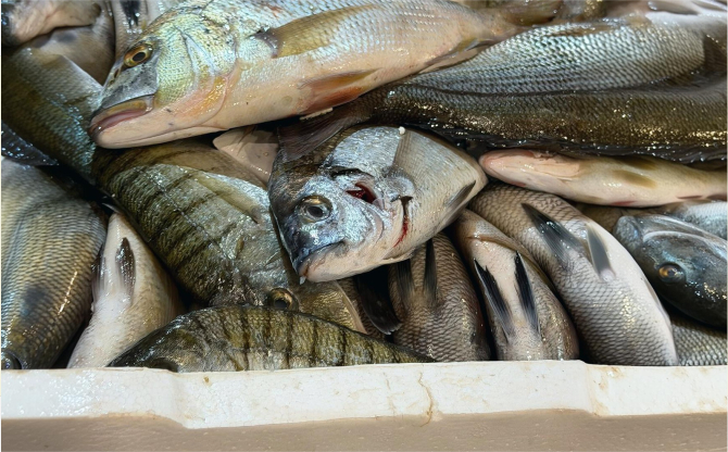 Buca'da Yasadışı Avlanan 45 Kilo Balığa El Konuldu