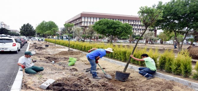 Aliağa’yı Erguvan Ağaçları Süsleyecek