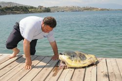 Foça'da Caretta Sahile Vurdu