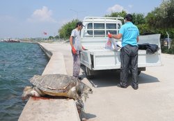 Aliağa'da Caretta Ölüsü 