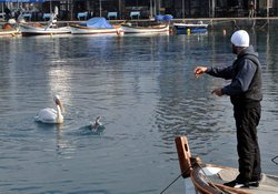 Pelikanlar Foça sahillerinde 