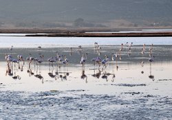 Aliağa'nın Yeni Kuş Cenneti 