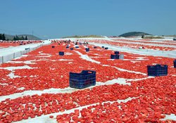 Organik Tarım Desteklemeleri Açıklandı