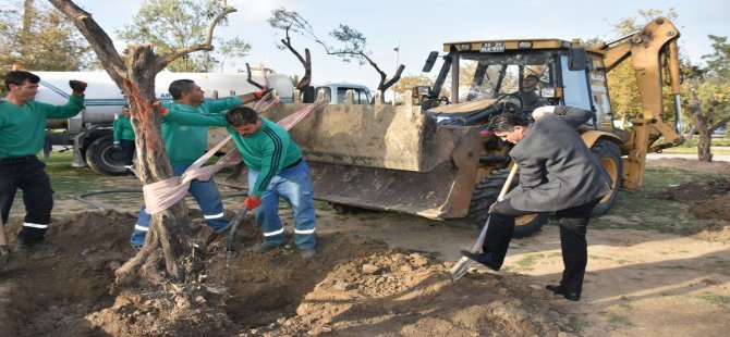 Zeytinli Parka 100 Yıl Sonra İlk Zeytin Ağacı Dikildi