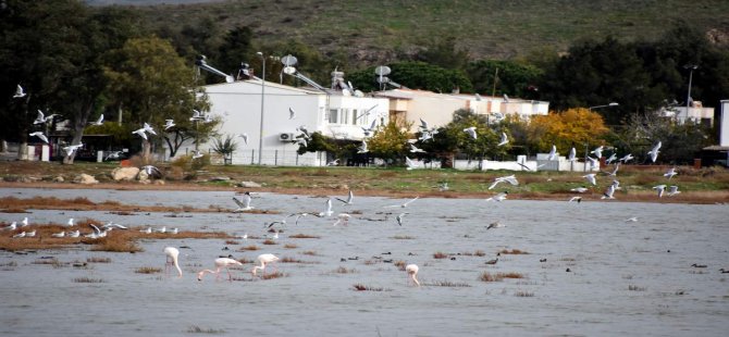 Flamingolar Aliağa Kuş Cennetini Renklenirdi