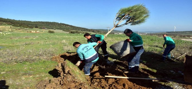 Aliağa Belediyesi Mezarlık Yolunu Ağaçlandırdı