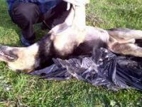 Sokak Köpeklerini Zehirlediler