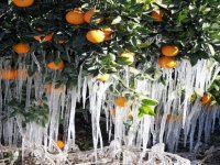 Meteoroloji’den Kıyı Ege İçin Zirai Don Uyarısı