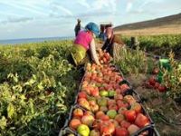 TZOB’dan Çiftçi Kayıt Sistemi İçin Son Hafta Uyarısı