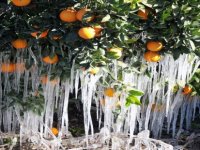 Meteorolojiden Aliağa İçin Fırtına ve Zirai Don Uyarısı