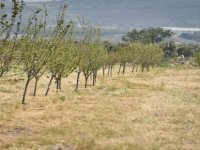 Aliağa’da Tarım Yeniden Hayat Buluyor