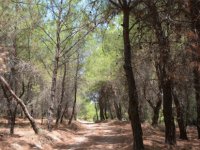 İzmir’in 4 İlçesinde Orman Sınırları Değişti
