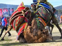 Torbalı’da Deve Güreşi Festivali gerçekleşti