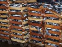 İzmirli Balıkçı Dertli 