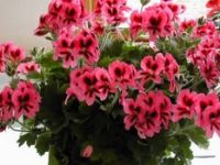 İzmir'e Sakız Sardunyası 