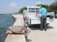 Aliağa'da Caretta Ölüsü 