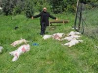 Foçalı Köpekler Keçilere Dadandı 