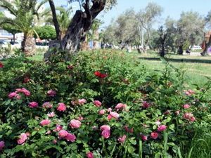 Zeytinli Park Güllerle Donatıldı