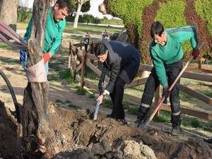 Zeytinli Parka 100 Yıl Sonra İlk Zeytin Ağacı Dikildi